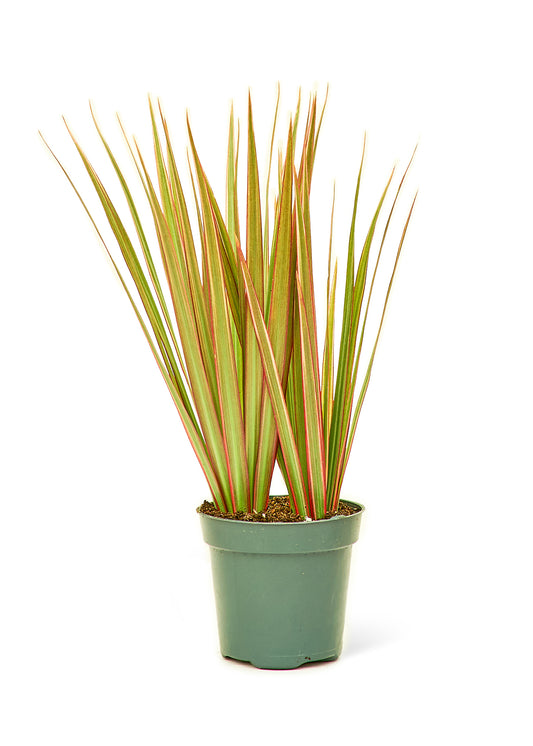 Bicolor Dragon Tree Small