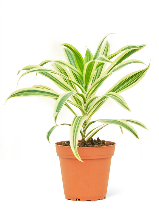 Dracaena Song of India Small