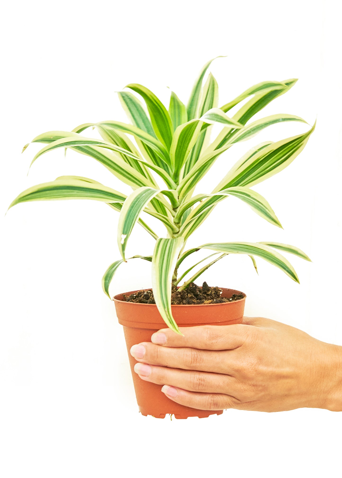 Dracaena Song of India Small