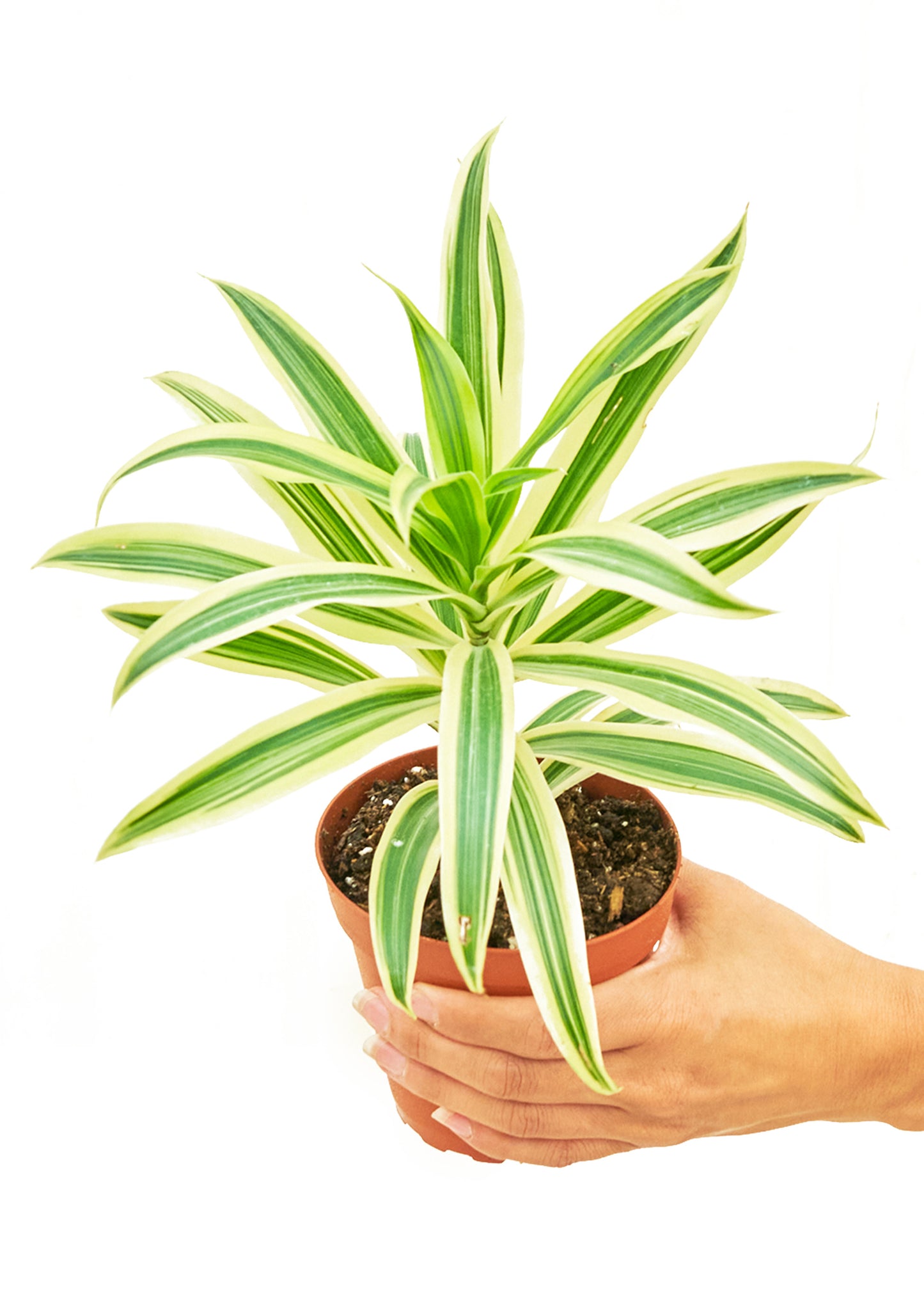 Dracaena Song of India Small