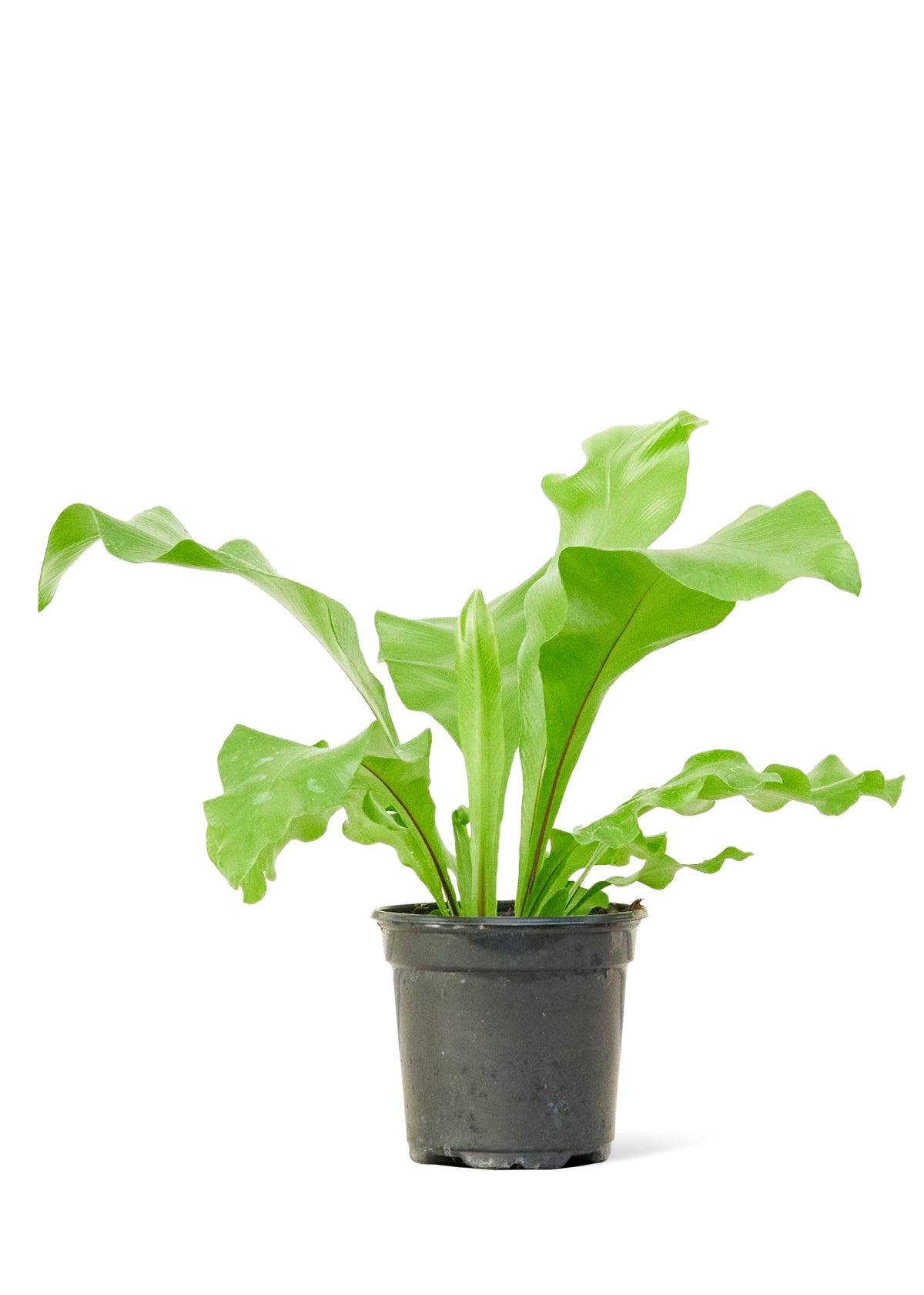 Bird's Nest Fern Small