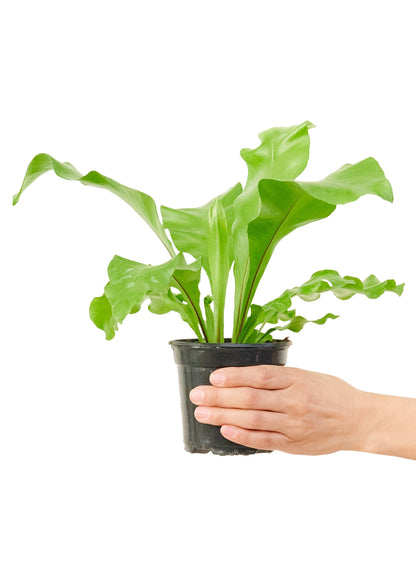 Bird's Nest Fern Small