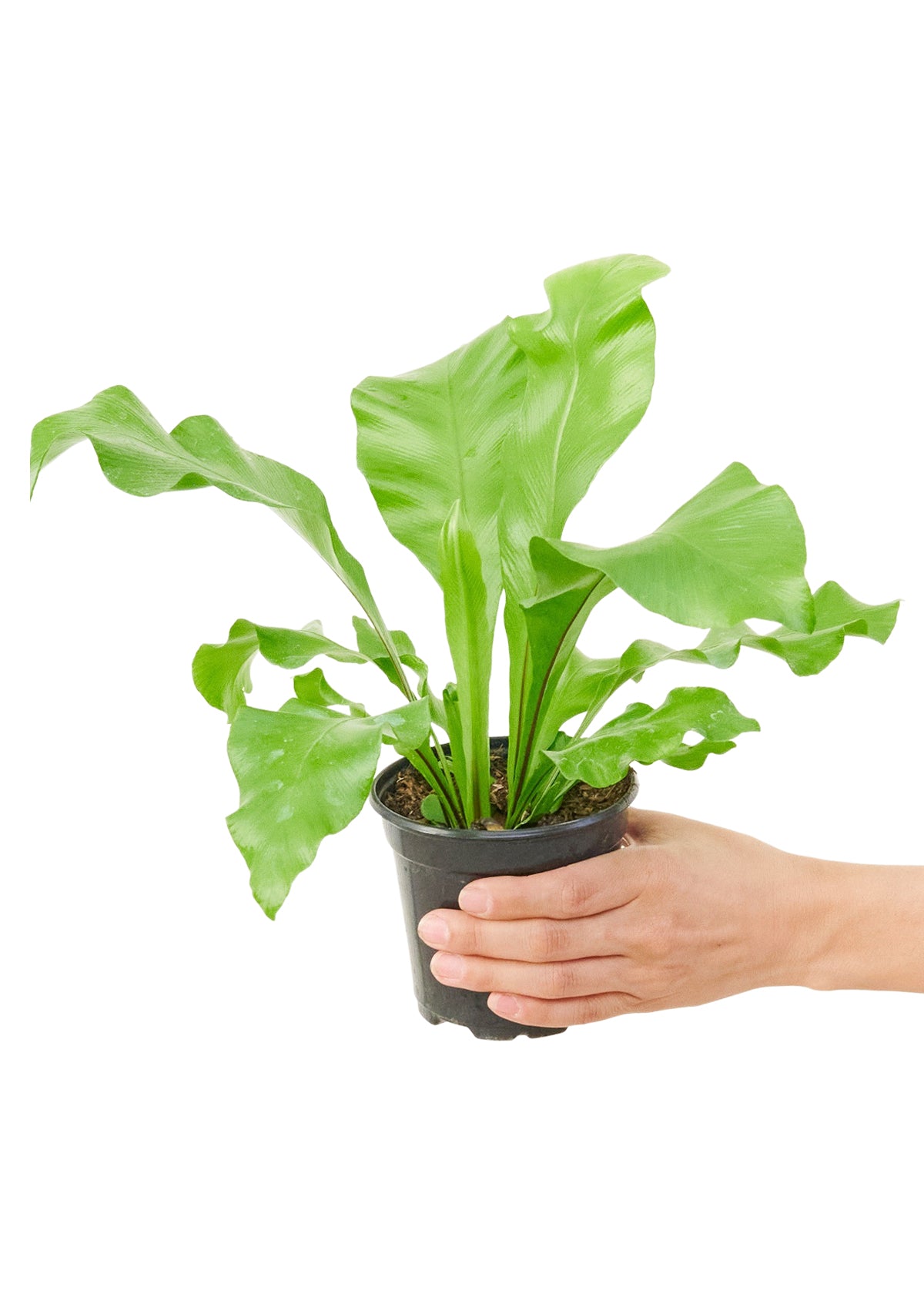 Bird's Nest Fern Small