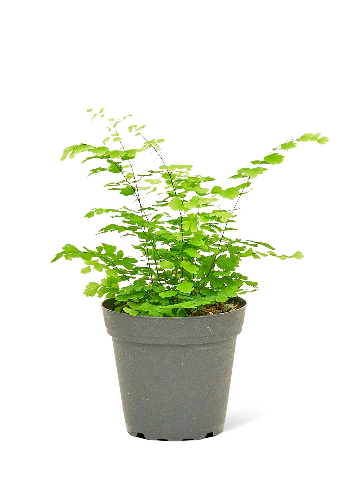 Maidenhair Fern Small