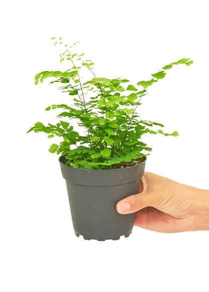 Maidenhair Fern Small