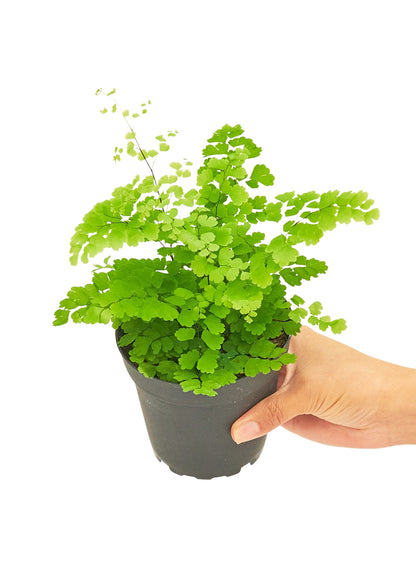 Maidenhair Fern Small