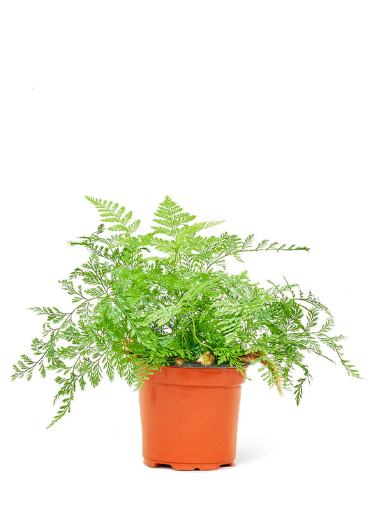 Rabbit Foot Fern Small