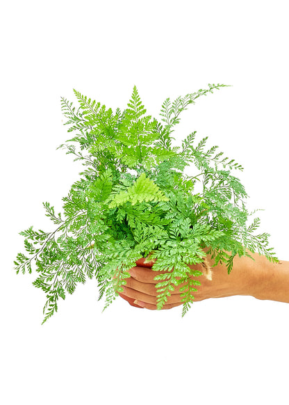 Rabbit Foot Fern Small