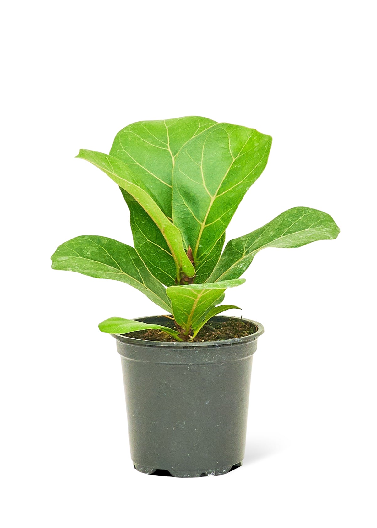 Fiddle Leaf Fig Small