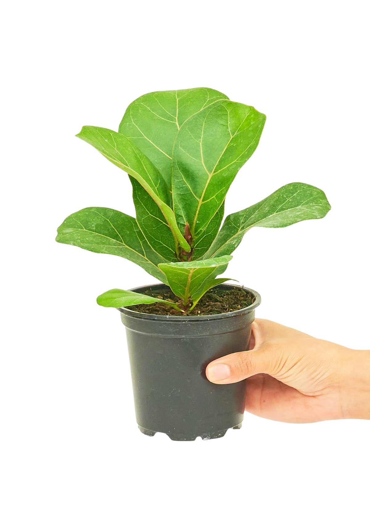 Fiddle Leaf Fig Small