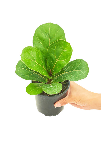 Fiddle Leaf Fig Small