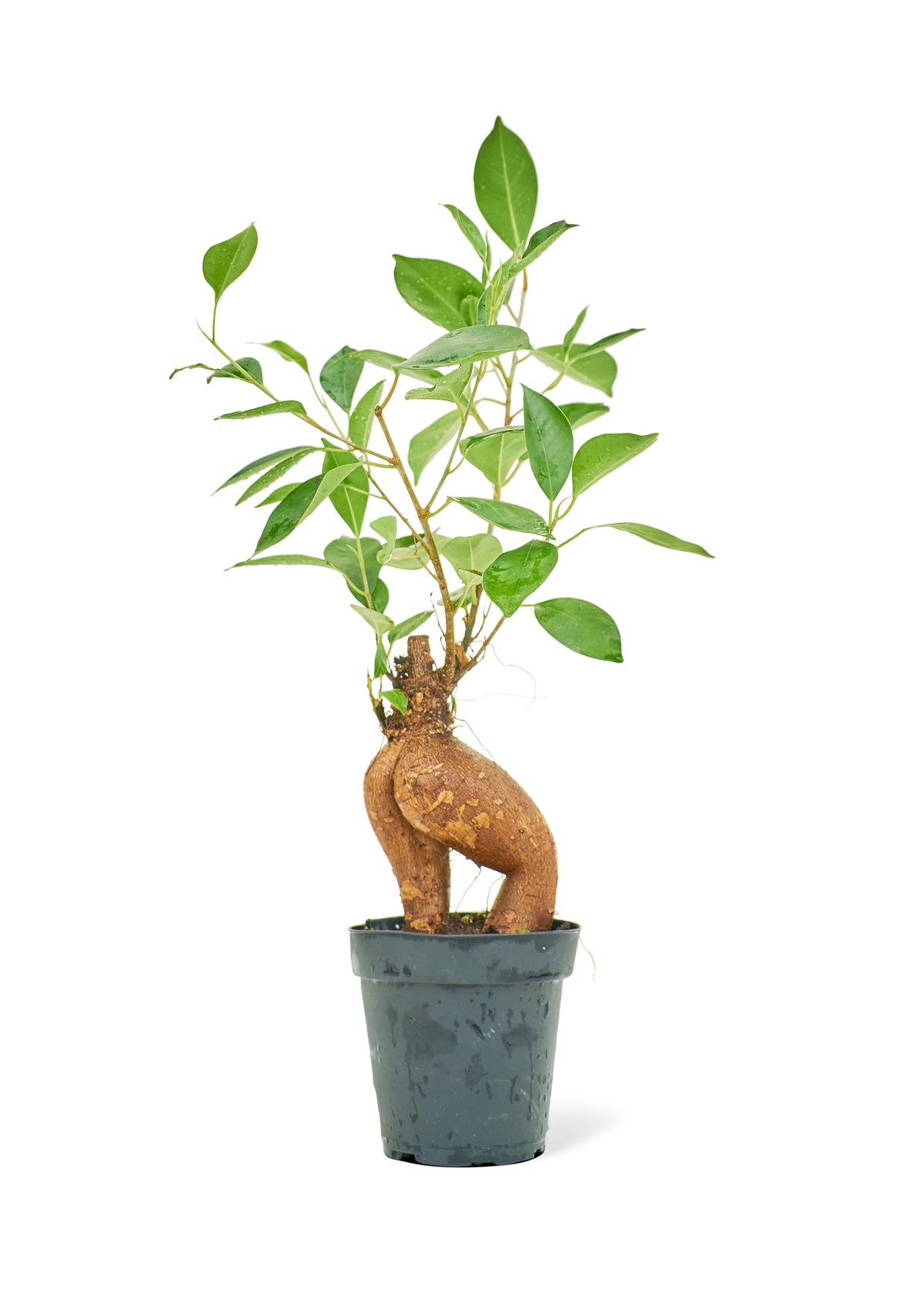 Ficus Ginseng Small