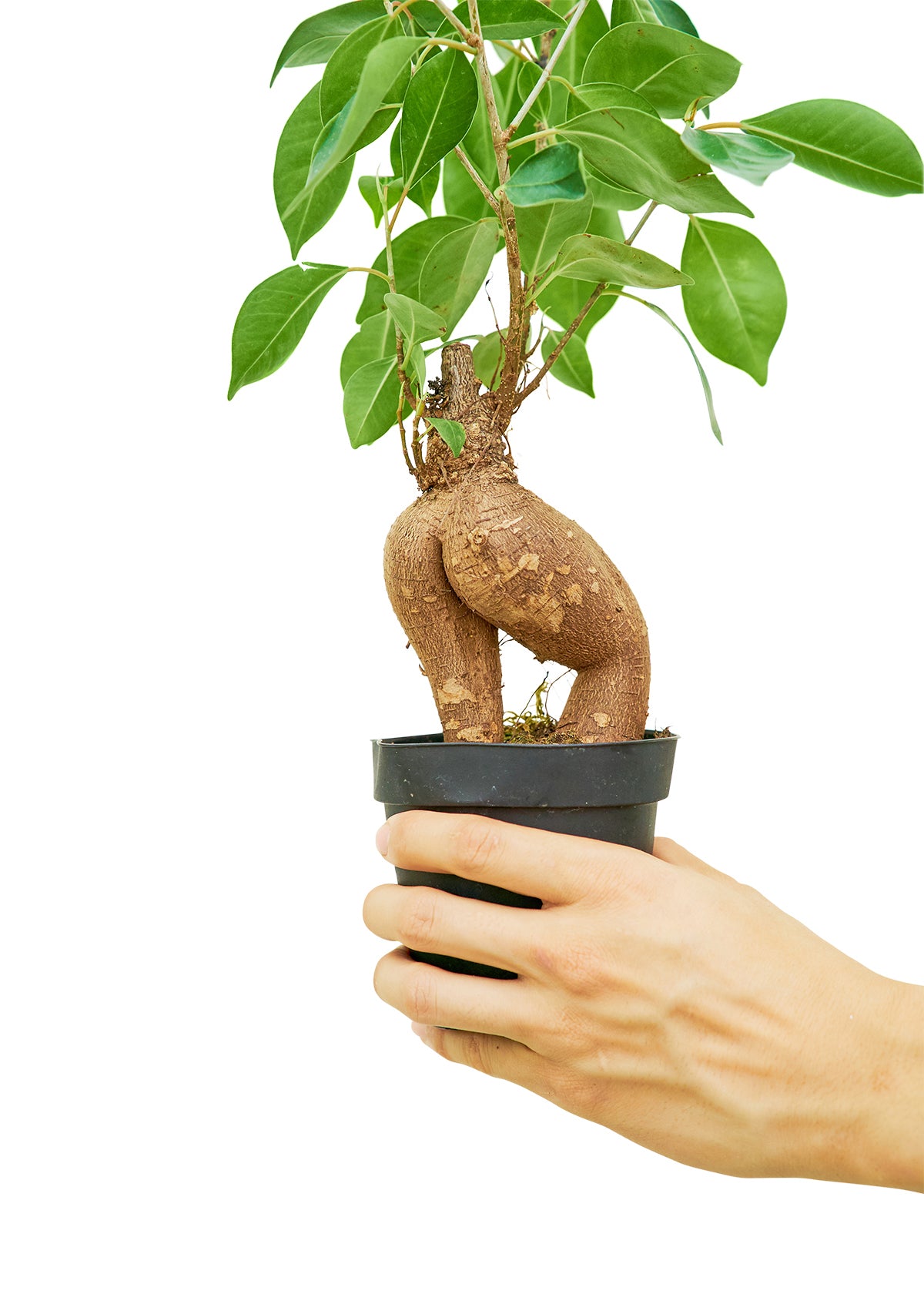 Ficus Ginseng Small