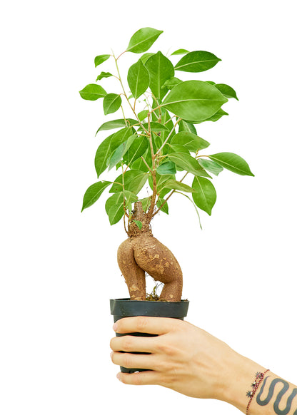 Ficus Ginseng Small