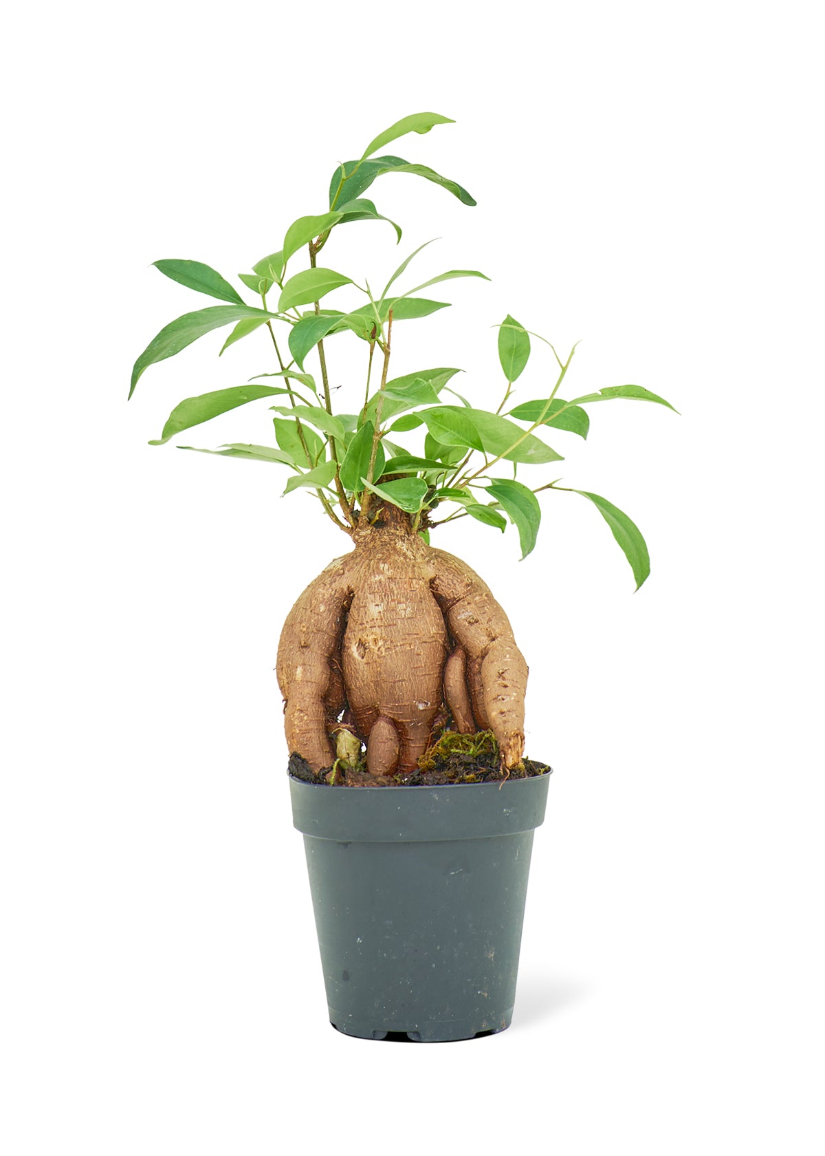 Ficus Ginseng Small