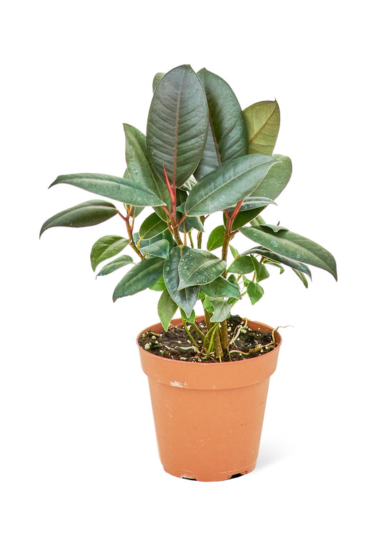 Rubber Tree Burgundy Small