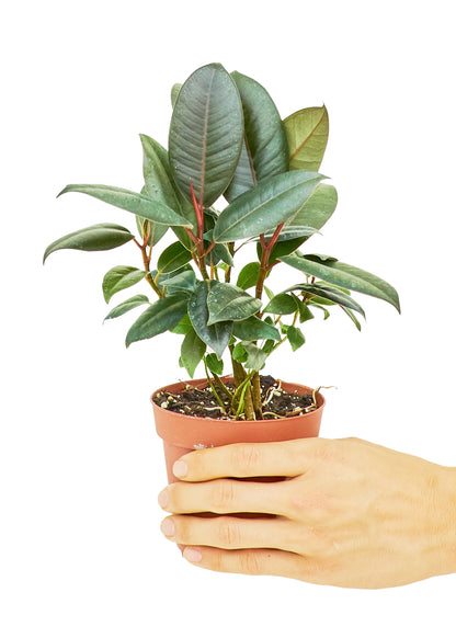 Rubber Tree Burgundy Small