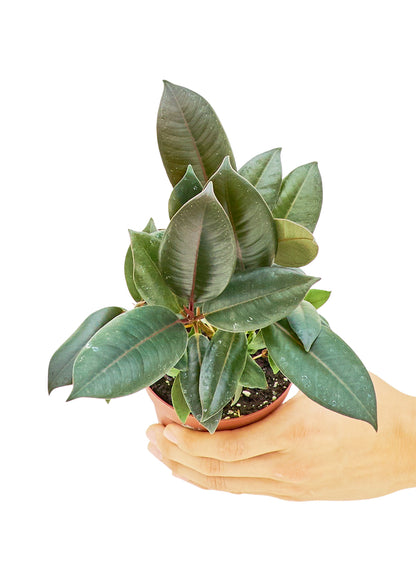 Rubber Tree Burgundy Small