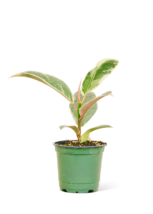 Ficus Tineke Small