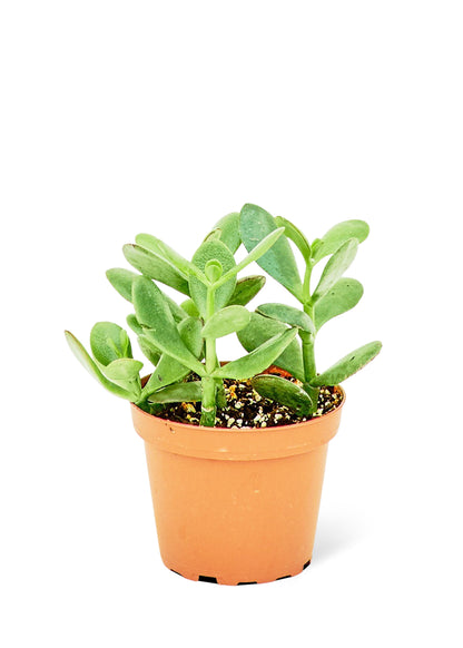 Jade Plant Small