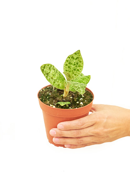 Lightning Jewel Orchid Small