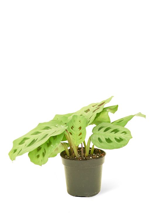 Prayer Plant Beauty Kim Small