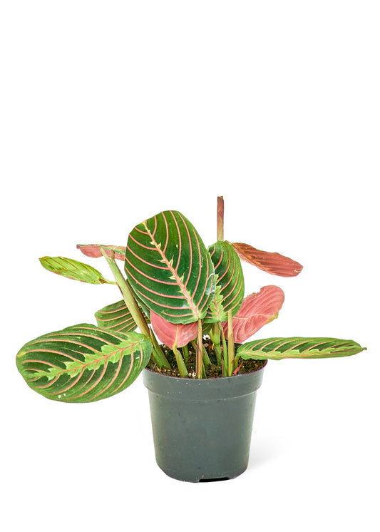 Red Prayer Plant Small