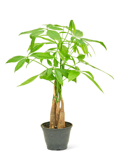 Braided Money Tree Small