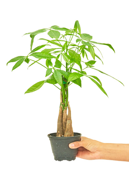 Braided Money Tree Small