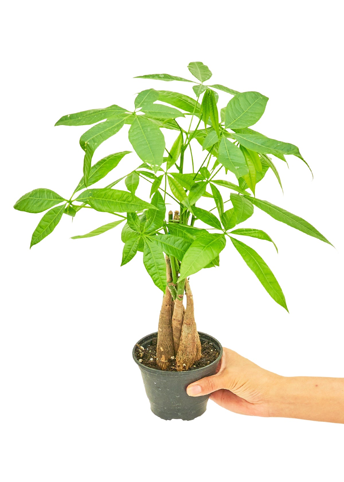 Braided Money Tree Small