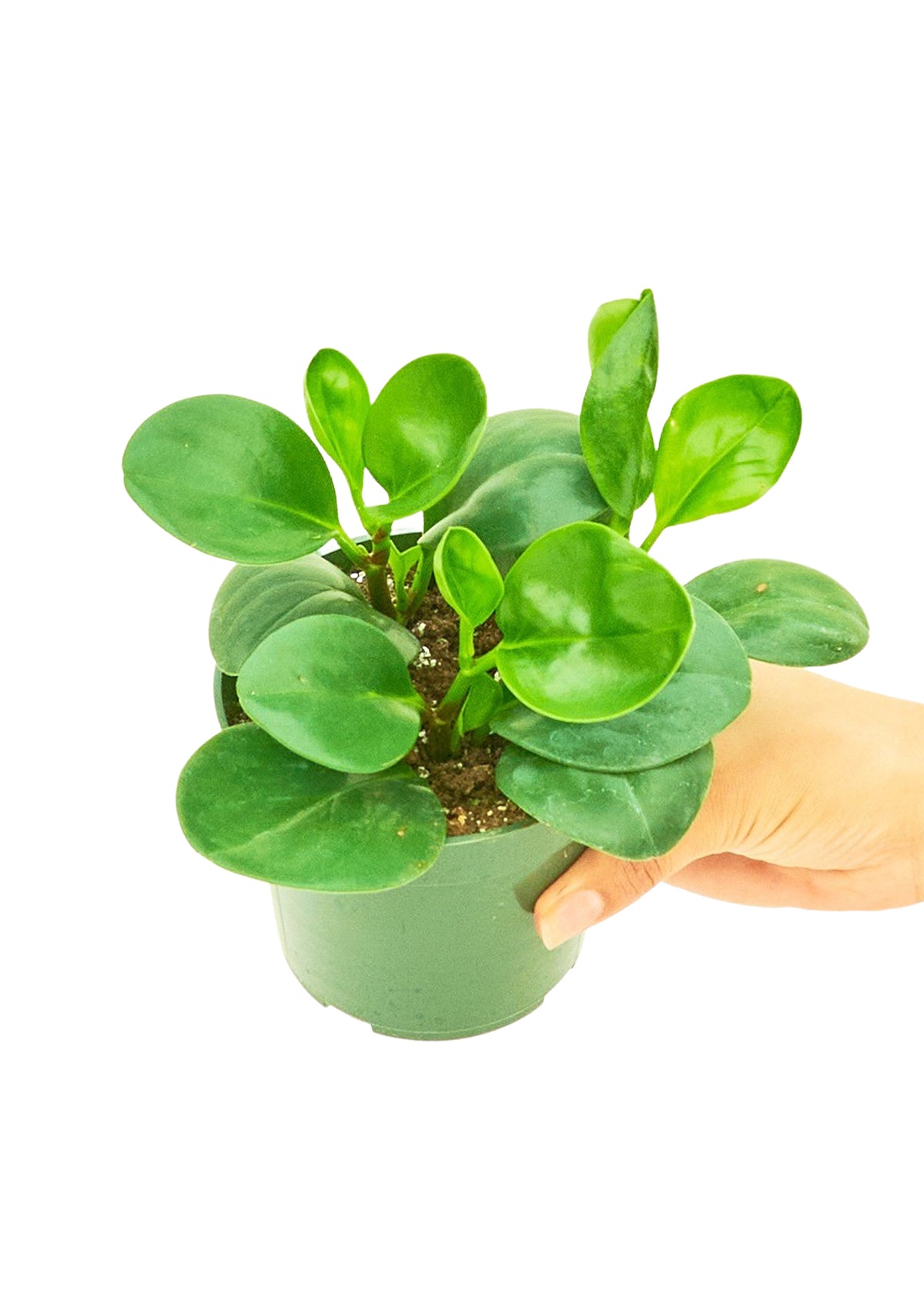 Baby Rubber Plant Small