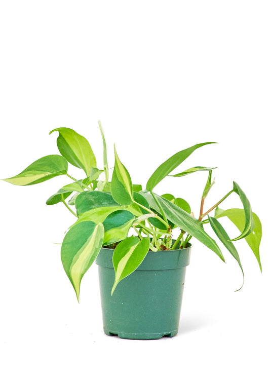 Philodendron Brazil Small