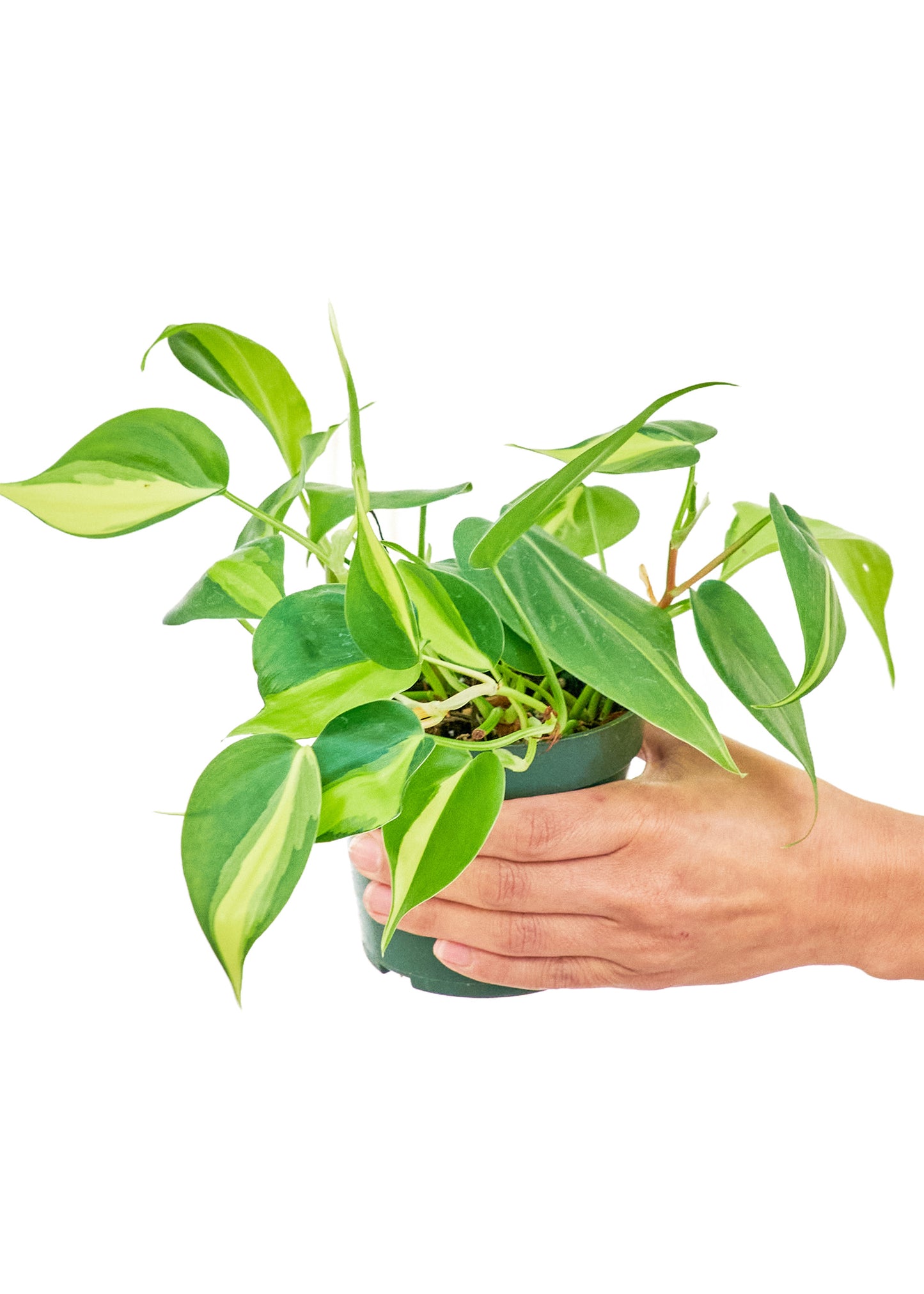 Philodendron Brazil Small