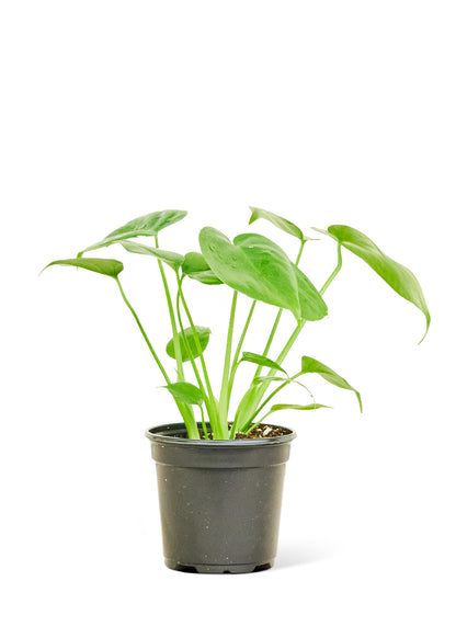 Monstera Swiss Cheese Plant Small