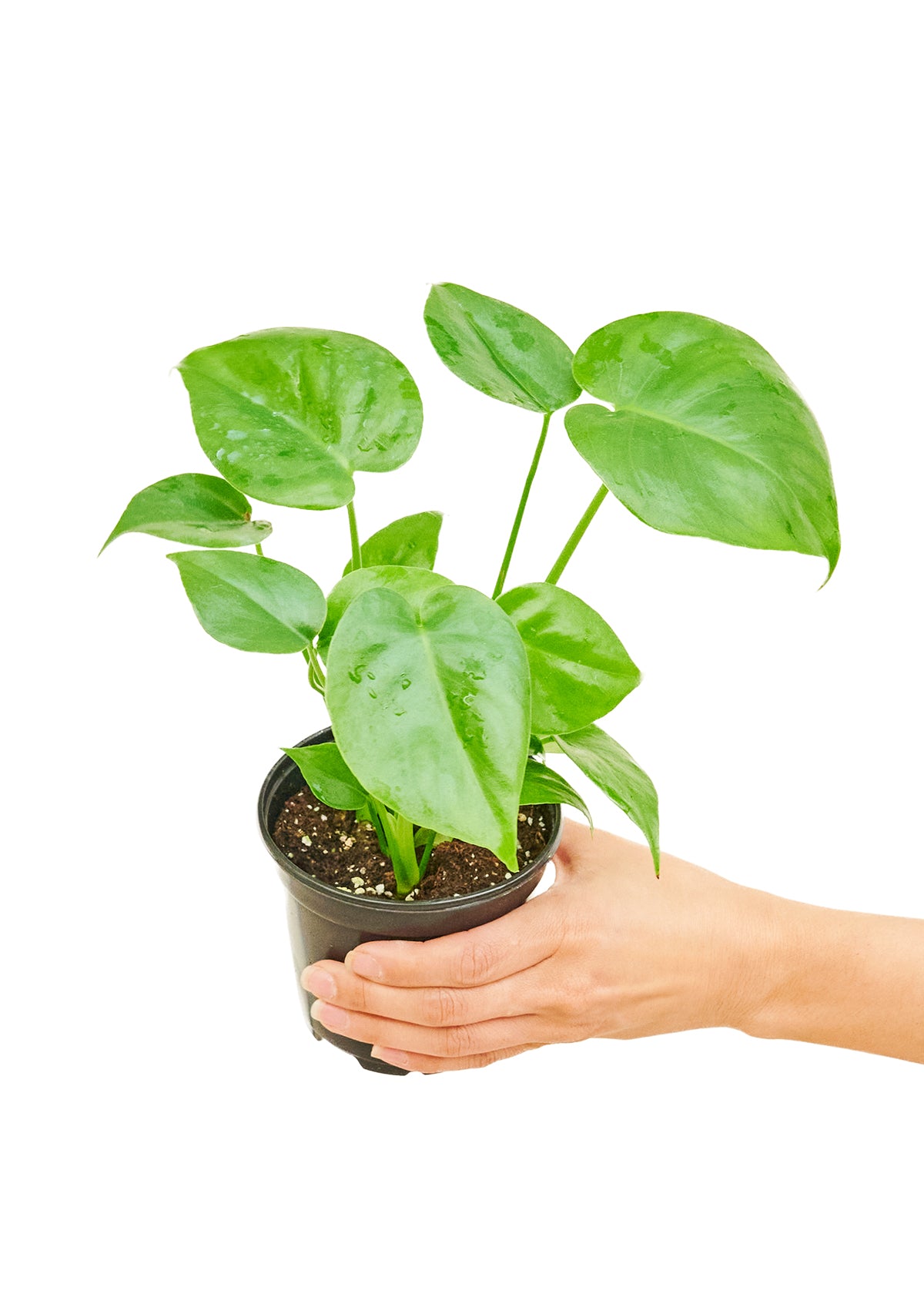 Monstera Swiss Cheese Plant Small