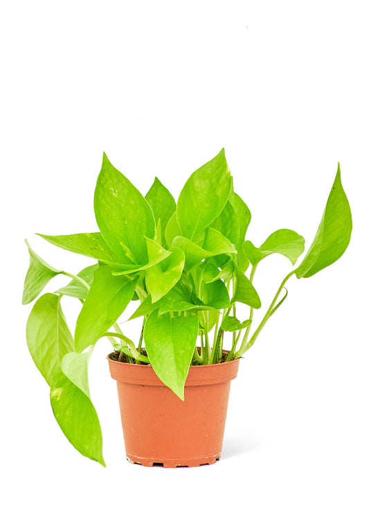 Golden Pothos Small