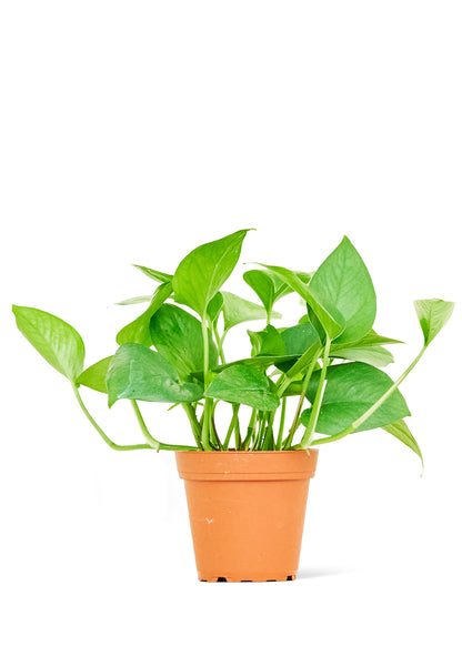 Pothos Jade Small