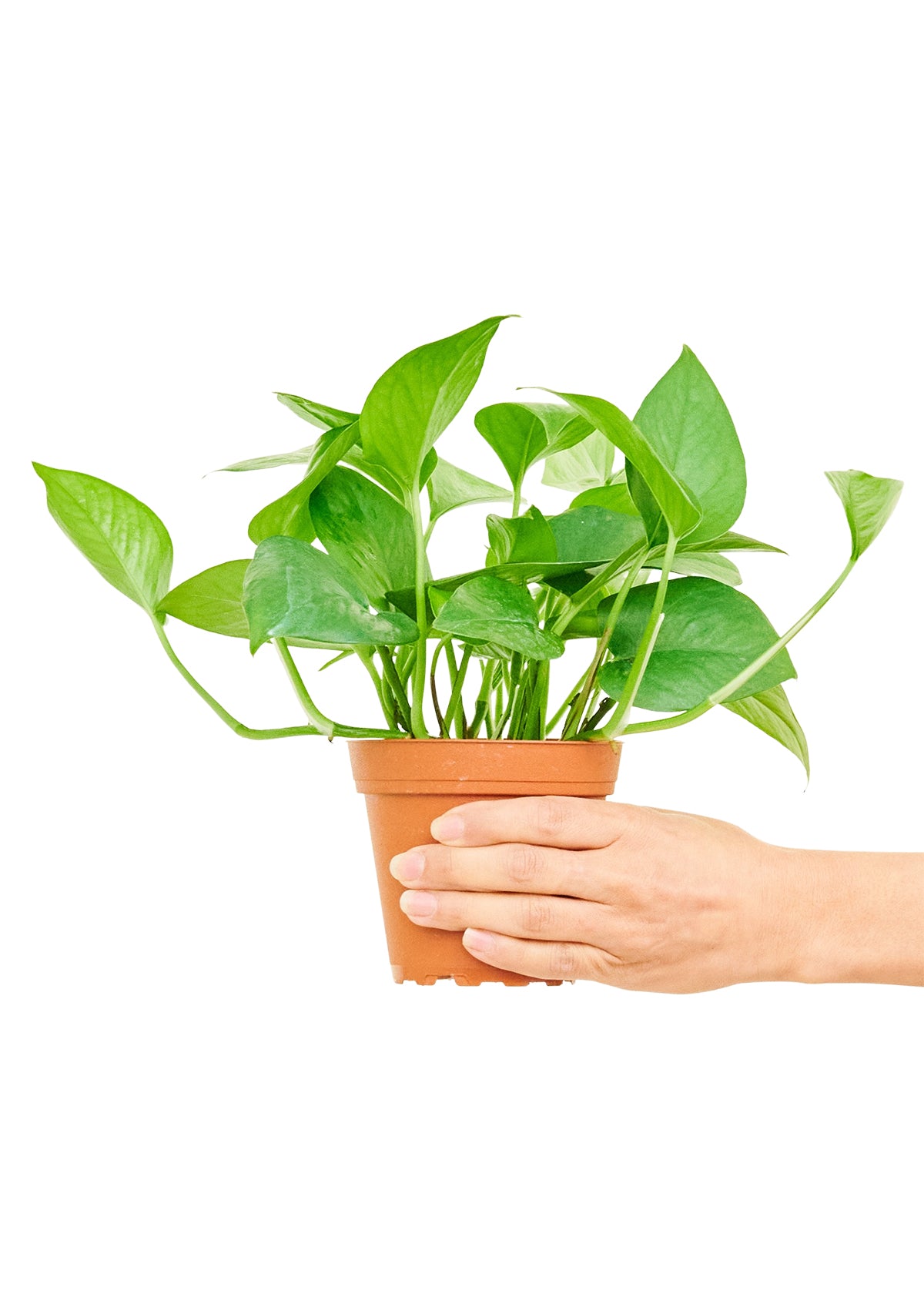 Pothos Jade Small