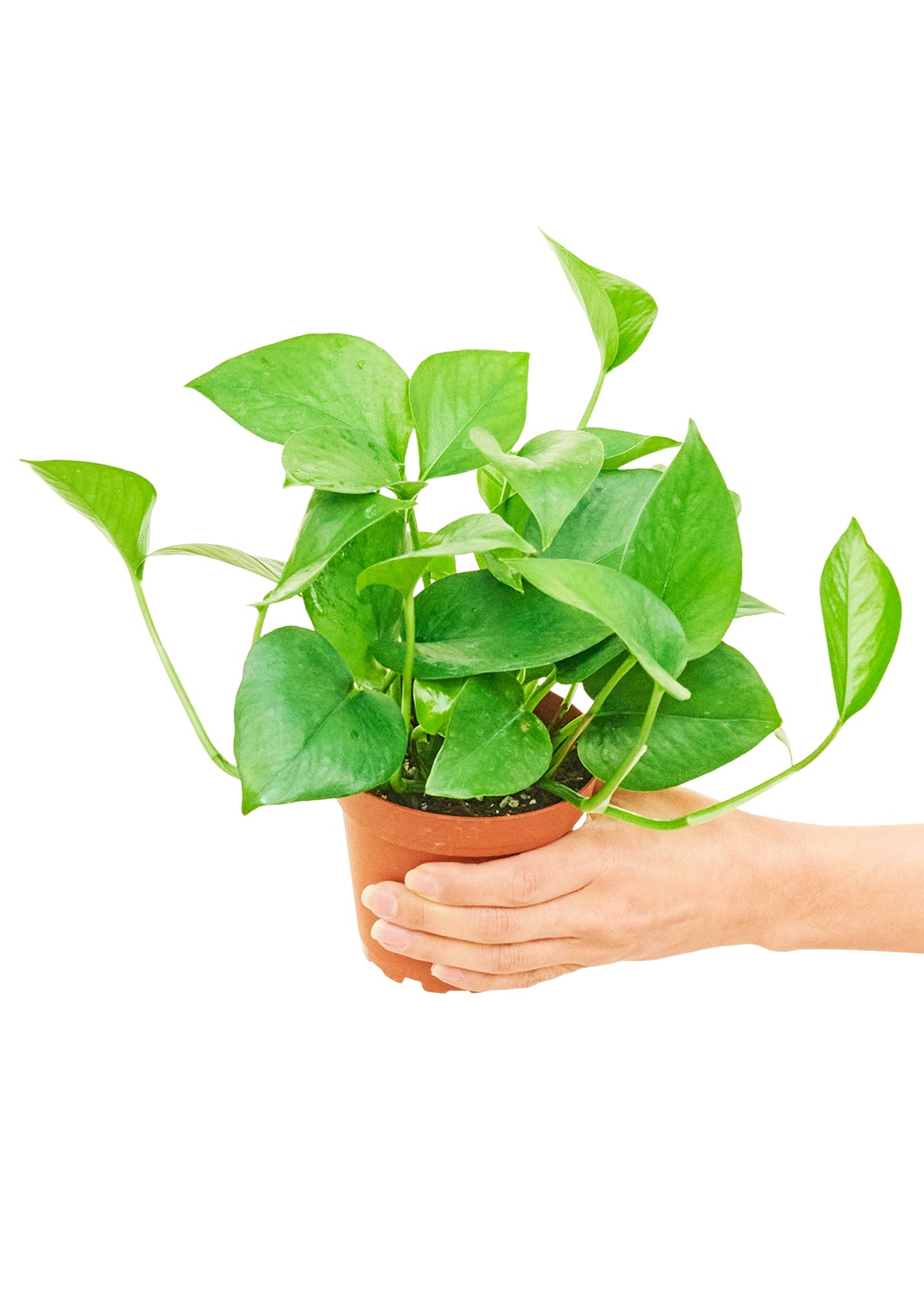 Pothos Jade Small