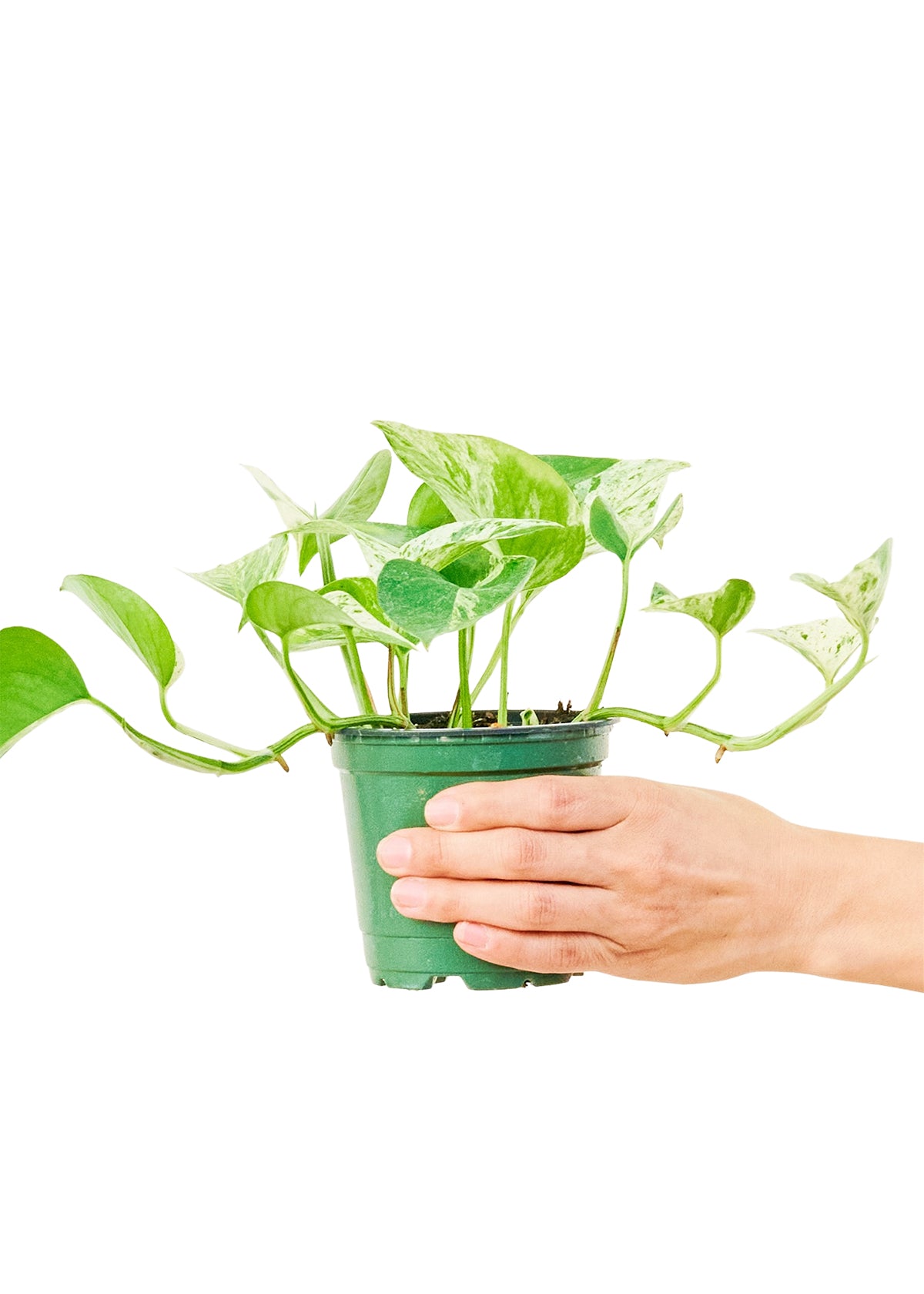 Pothos Marble Queen Small