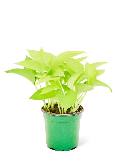 Neon Pothos Small