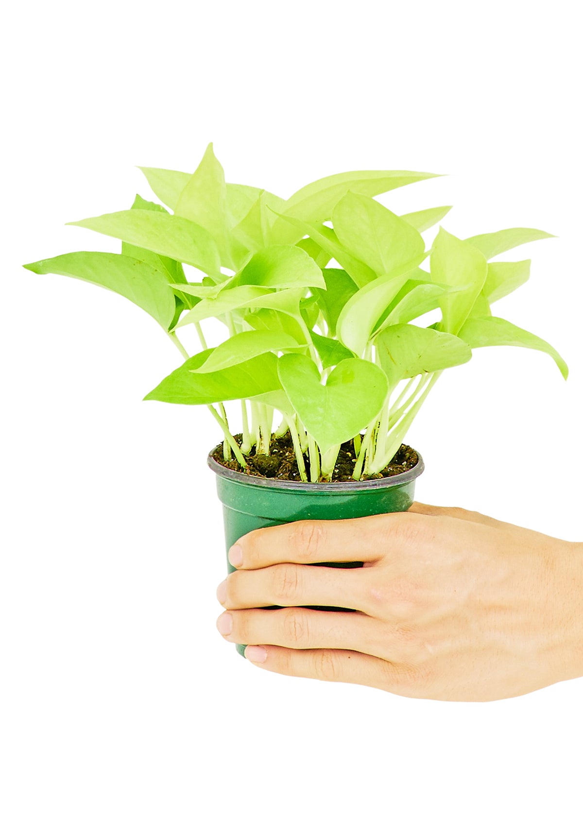 Neon Pothos Small