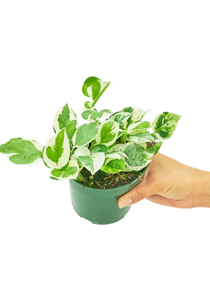 Pothos Pearls and Jade Small