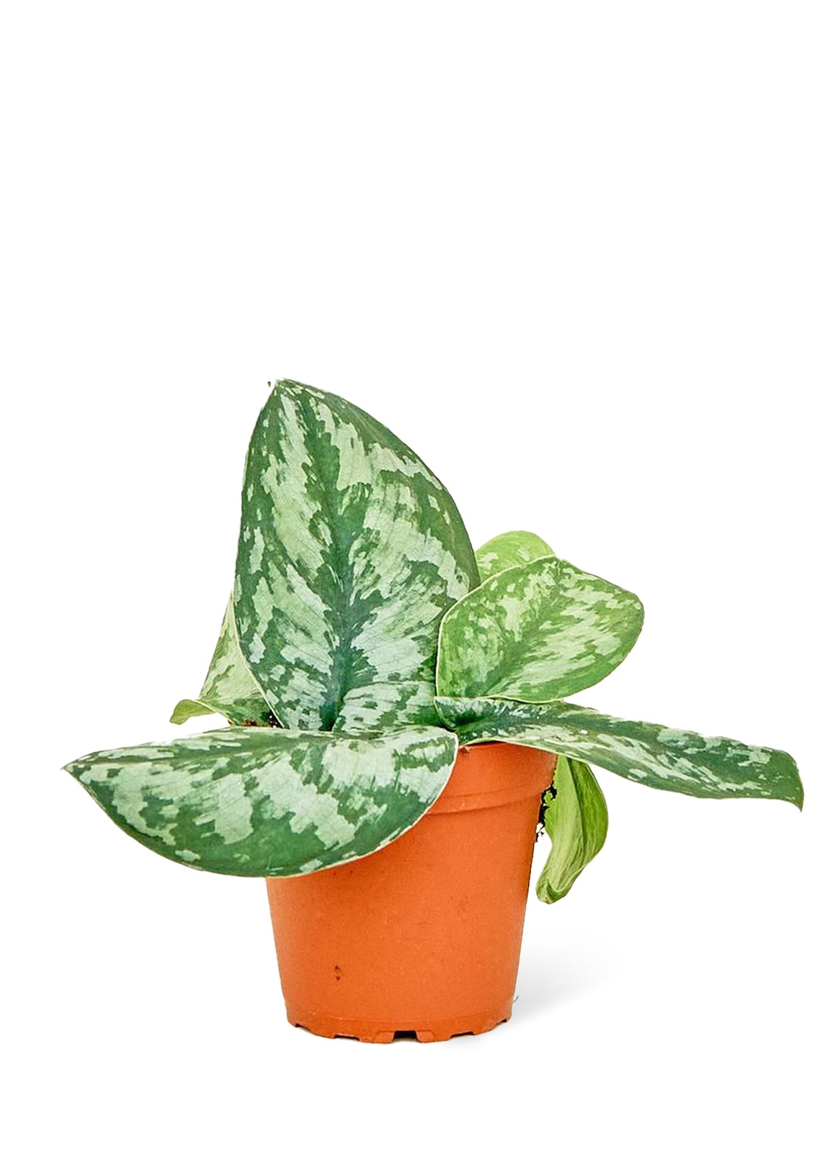 Silver Pothos Exotica Small