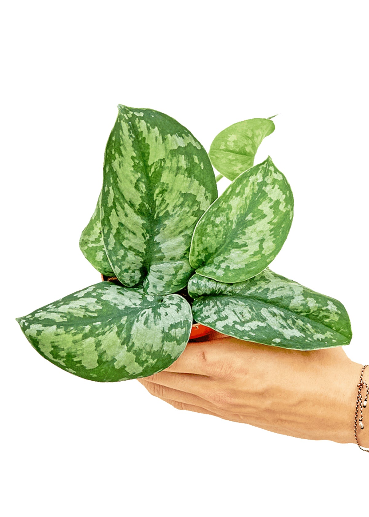 Silver Pothos Exotica Small