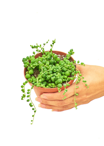 String of Pearls Small