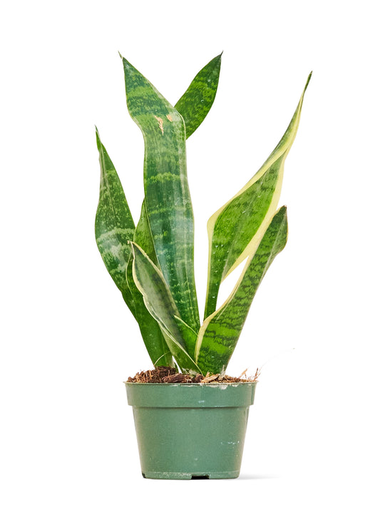 Snake Plant Laurentii Small