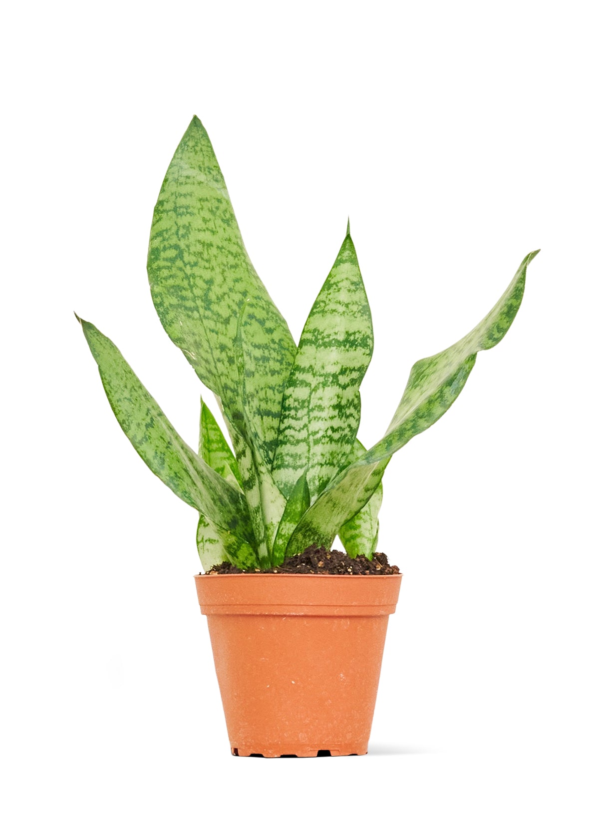 Snake Plant Zeylanica Small