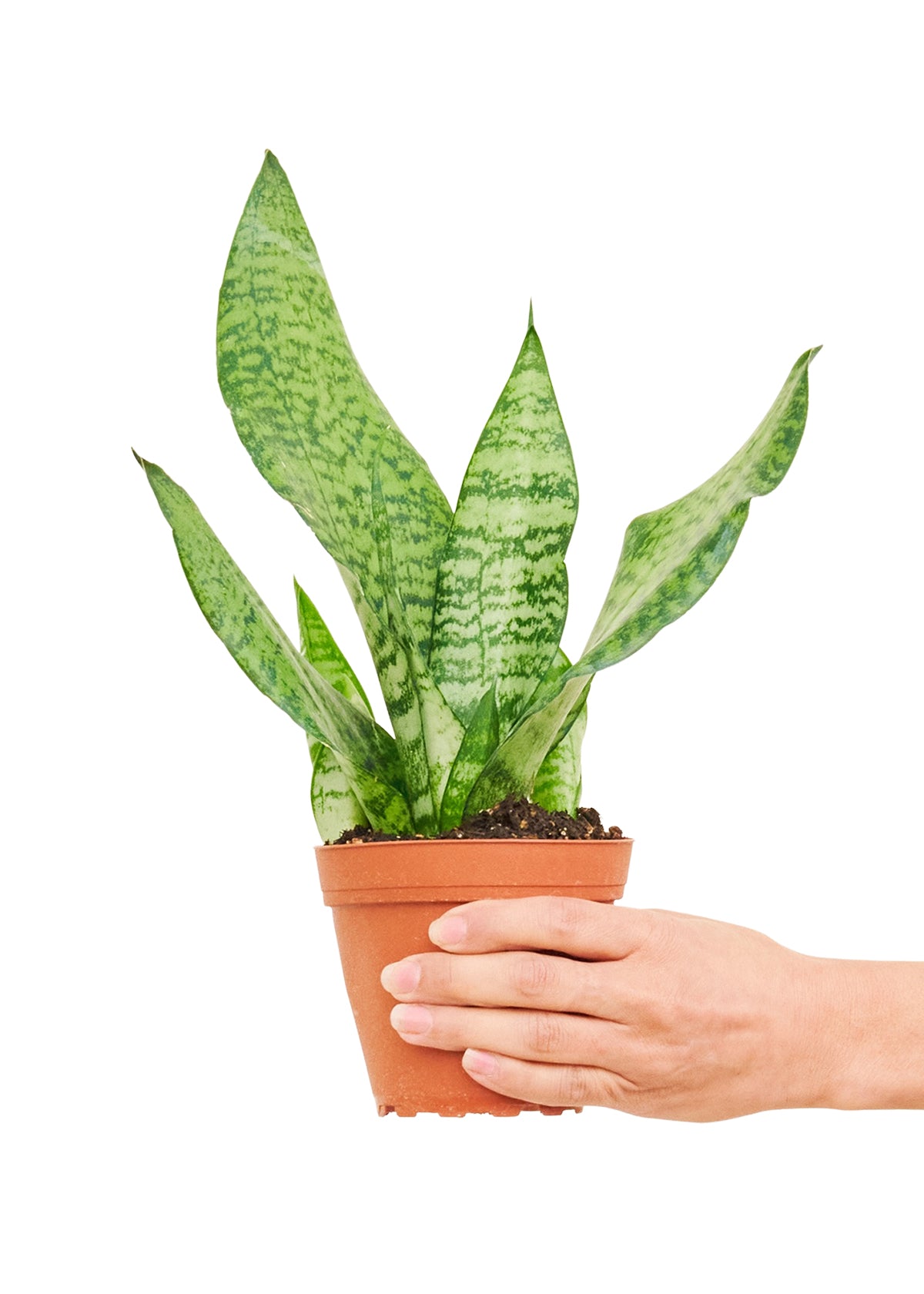 Snake Plant Zeylanica Small