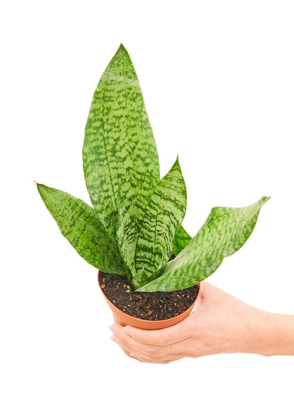 Snake Plant Zeylanica Small